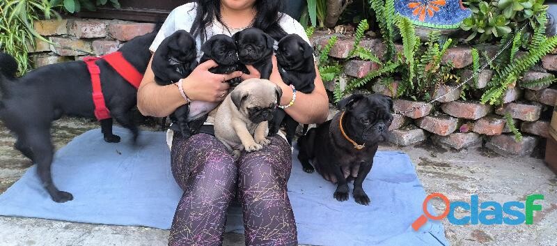 pug-negros-mes-1-12-papas-a-la-vista-tlalpan-en-mexico-ciudad-de-clasf-animales-big-0