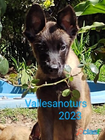 pastor-belga-malinois-de-padres-certificados-en-cuernavaca-clasf-animales-big-0