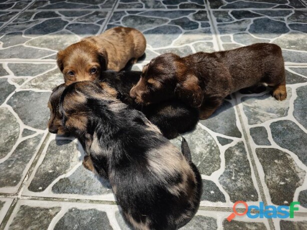 cachorros-salchicha-mini-de-pelo-largo-100-raza-original-son-arlequines-dos-de-ellos-son-merle-en-ecatepec-de-morelos-clasf-animales-big-0