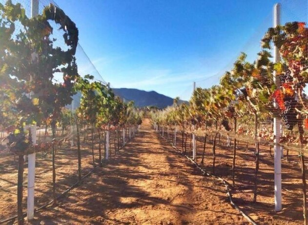 ventas-de-lotes-en-vinas-san-jose-valle-en-ensenada-clasf-animales-big-0