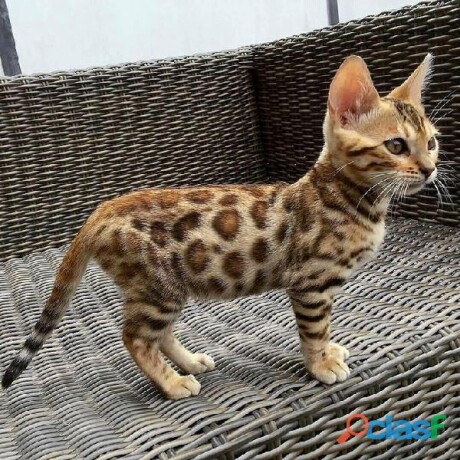 gatitos-persa-de-raza-hermosos-ideales-para-infantes-dociles-excelente-compania-en-guadalajara-clasf-animales-big-2