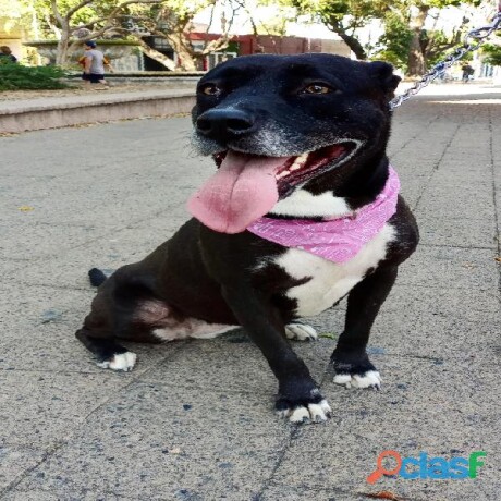 perrita-tipo-pitbull-adopcion-en-guadalajara-clasf-animales-big-0