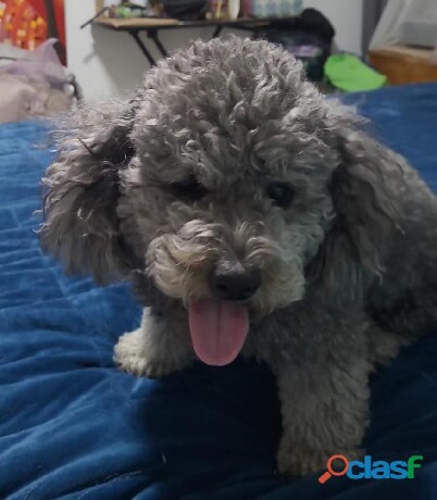 macho-para-cruza-perra-french-poodle-en-monterrey-clasf-animales-big-0