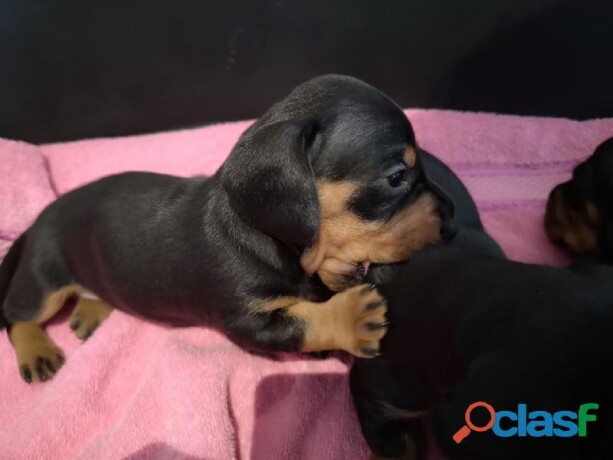 cachorros-dachshund-teckel-o-salchicha-en-merida-clasf-animales-big-1