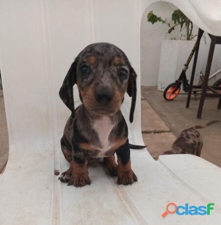 cachorra-teckel-dachshund-arlequin-plata-en-merida-clasf-animales-big-0