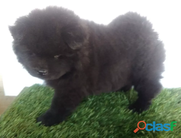 chow-chow-cara-de-oso-en-puebla-clasf-animales-big-1