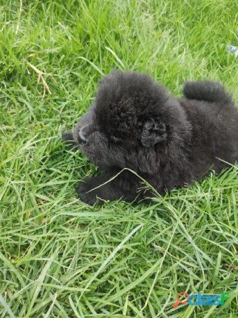 chow-chow-cara-de-oso-en-puebla-clasf-animales-big-0