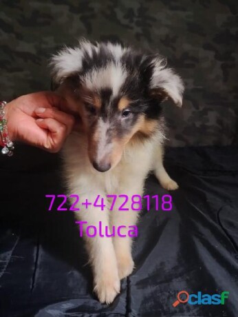 rough-collie-hermosos-cachorros-raza-pura-en-toluca-clasf-animales-big-1