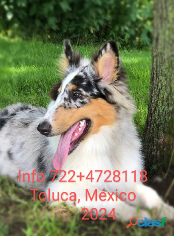 cachorros-rough-collie-lassie-papis-con-pedigree-akc-en-toluca-clasf-animales-big-1