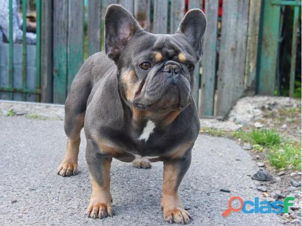 hermoso-buldog-frances-en-torreon-clasf-animales-big-1