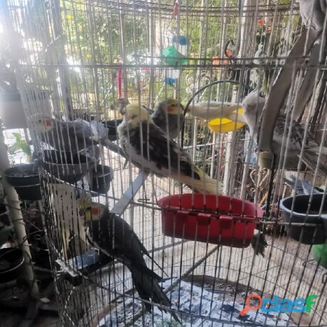 casa-en-venta-en-los-vinedos-en-torreon-clasf-animales-big-1