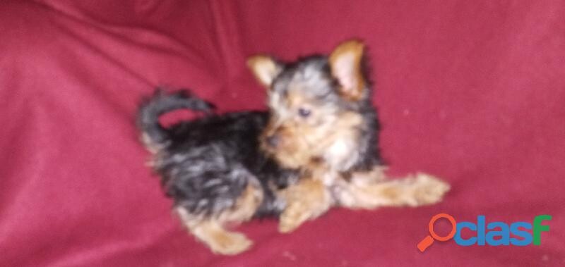 hermoso-yorkshire-terrier-en-tuxtla-gutierrez-clasf-animales-big-1