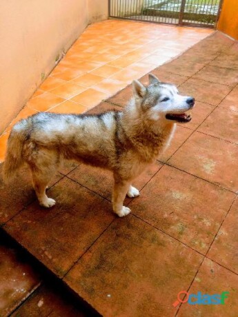 husky-macho-para-monta-en-veracruz-clasf-animales-big-0