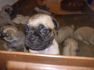 Cachorros pug en Veracruz | Clasf animales