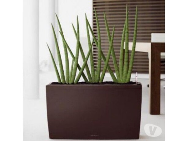 hidrocultura-plantas-interiores-paisagismo-vasos-jardins-moema-servicos-especializados-no-31478673-big-0