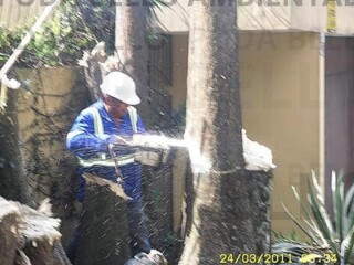 Corte e Poda de rvore Limpeza de terreno jardim coqueiro Campo Limpo Servicos especializados no 319797803 