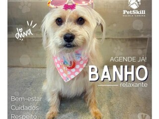 Seu co est precisando de um banho Maringa PR Pet shops e veterinrios Maringa PR no 323872156 