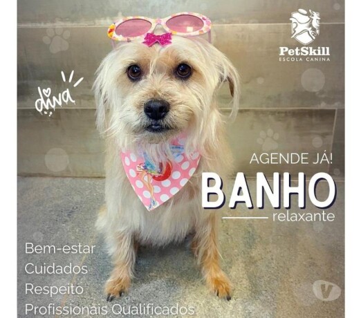 seu-co-est-precisando-de-um-banho-maringa-pr-pet-shops-e-veterinrios-maringa-pr-no-323872156-big-0