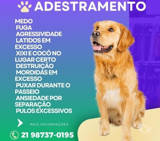 adestrador-de-ces-barra-da-tijuca-pet-shops-e-veterinrios-barra-da-tijuca-no-327873169-big-0