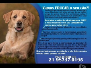 Adestramento de ces Teresopolis RJ Pet shops e veterinrios Teresopolis RJ no 327875373 