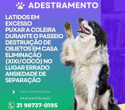 adestrador-de-ces-teresopolis-rj-pet-shops-e-veterinrios-teresopolis-rj-no-327875548-big-0