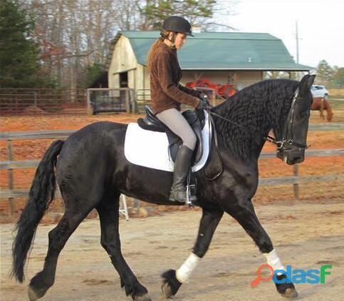 manso-caballo-castrado-frison-negro-en-mexico-ciudad-de-clasf-animales-big-2