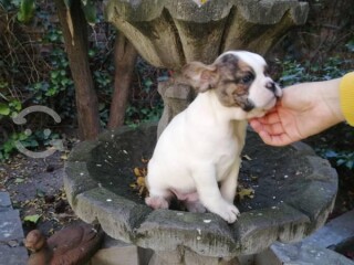 Bulldog francés h en Acapulco De Juárez | Clasf animales