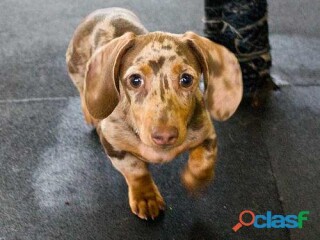 Impresionantes cachorros bonitos y bonitos para niños. en Chihuahua | Clasf animales