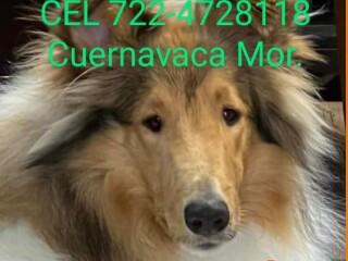 Rough collie cachorros de papás con pedigree en Cuernavaca | Clasf animales