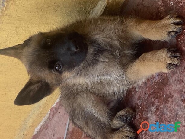 cachorros-pastor-belga-malinois-los-papas-con-pedigree-fcm-en-cuernavaca-clasf-animales-big-1