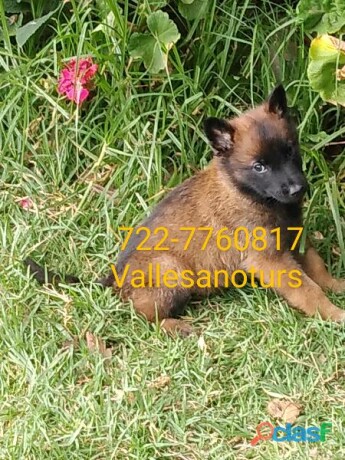 cachorros-pastor-belga-malinois-los-papas-con-pedigree-fcm-en-cuernavaca-clasf-animales-big-0