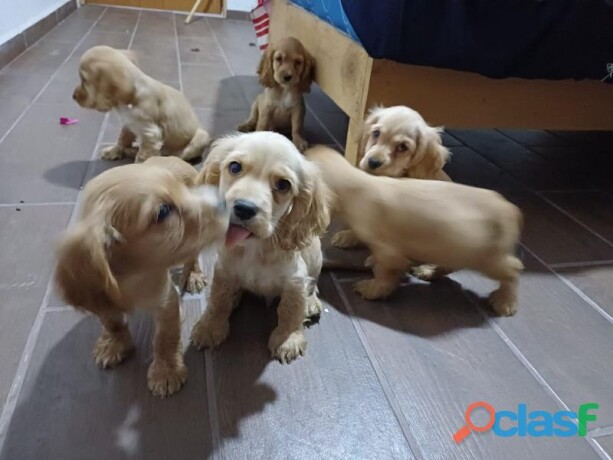 cachorritos-cocker-spaniel-dos-mese-en-ecatepec-de-morelos-clasf-animales-big-0