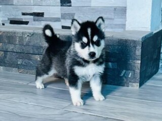 Hermosos cachorros husky siberiano en Ecatepec De Morelos | Clasf animales