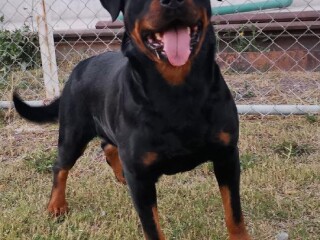 Rottweiler hembra con pedigree internacional en Ecatepec De Morelos | Clasf animales