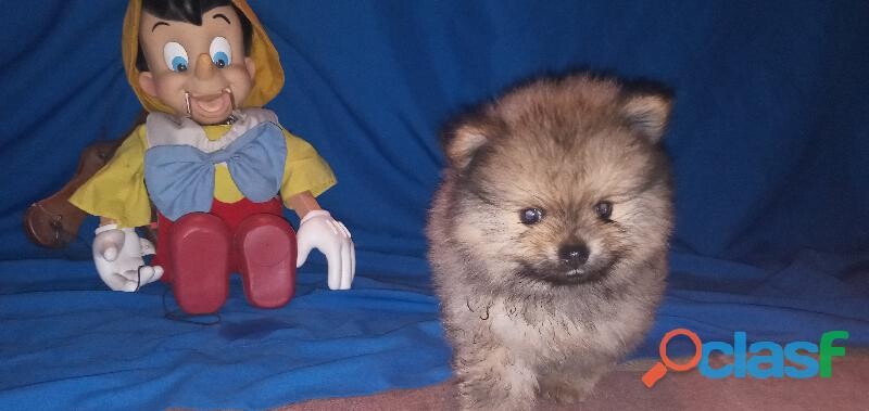 pomeranias-2-cachorros-nacieron-junio-13-en-guadalajara-clasf-animales-big-1