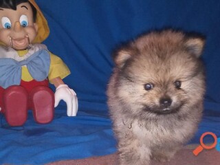 Pomeranias cachorros machos en Guadalajara | Clasf animales