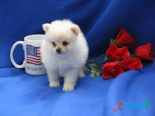 Hermoso pomeranian imperial akc de pura raza en Mexicali | Clasf animales