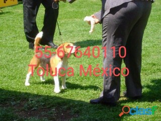 Cachorros beagle nietos de multi campeón walter m en Toluca | Clasf animales