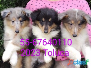 Pastor de escocia rough collie lassie en Toluca | Clasf animales