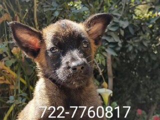 Pastor belga malinois cachorros de calidad genética en Toluca | Clasf animales