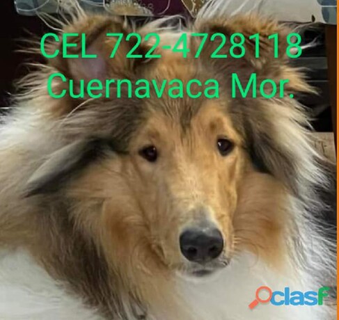 rough-collie-de-ascendencia-akc-en-toluca-clasf-animales-big-2