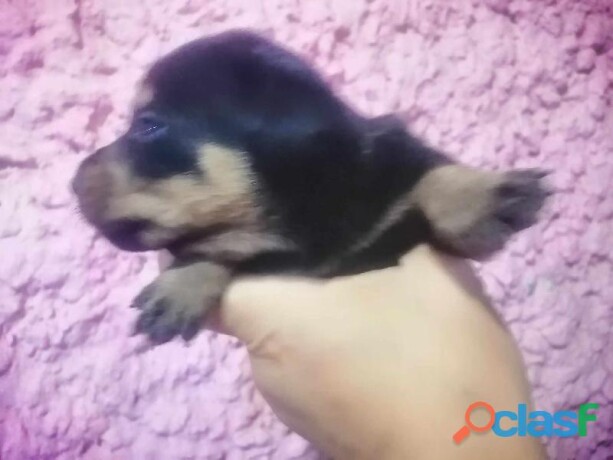 muy-bella-cachorra-rottweiler-en-veracruz-clasf-animales-big-0