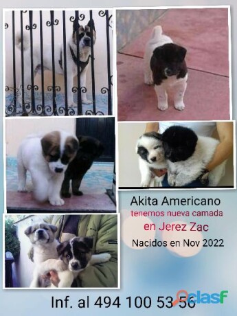 casa-en-venta-en-veracruz-clasf-animales-big-1