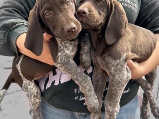 Cachorritos braco aleman hermosos en Zapopan | Clasf animales