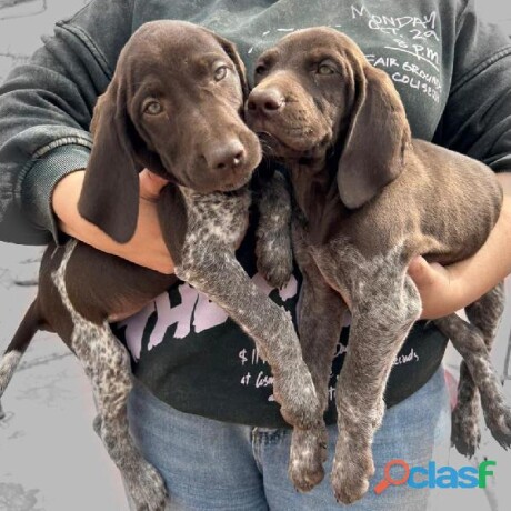 cachorritos-braco-aleman-hermosos-en-zapopan-clasf-animales-big-0